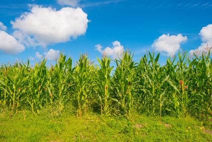 revenue game corn field